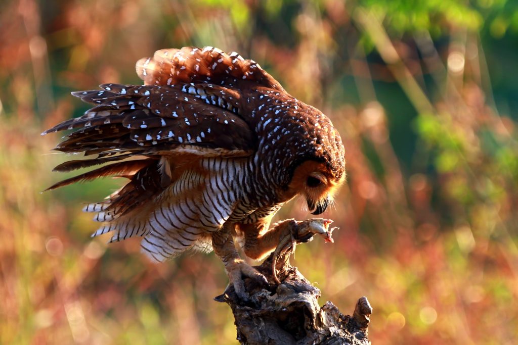 A photo of an owl with its prey clearly depicts how captivating wildlife photography can be