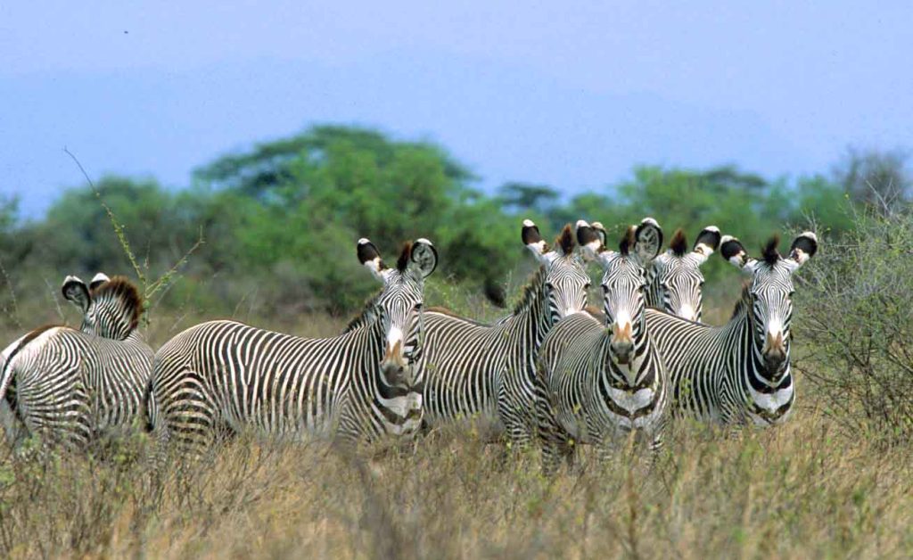 Zebras at the Meru National Park