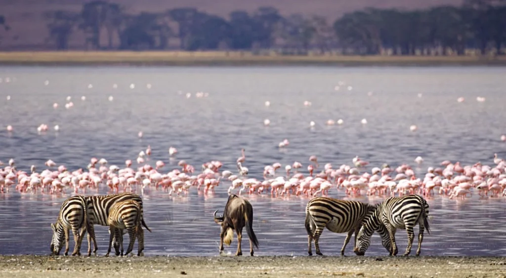 Zebras feeding near Lake Nakuru filled with flamingos also feeding