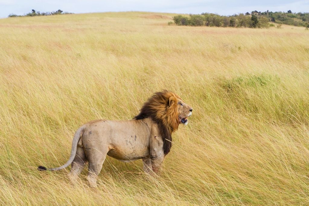 A lion standing in tall grass in Masai Mara.
