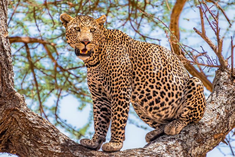 A leopard on top of a tree.