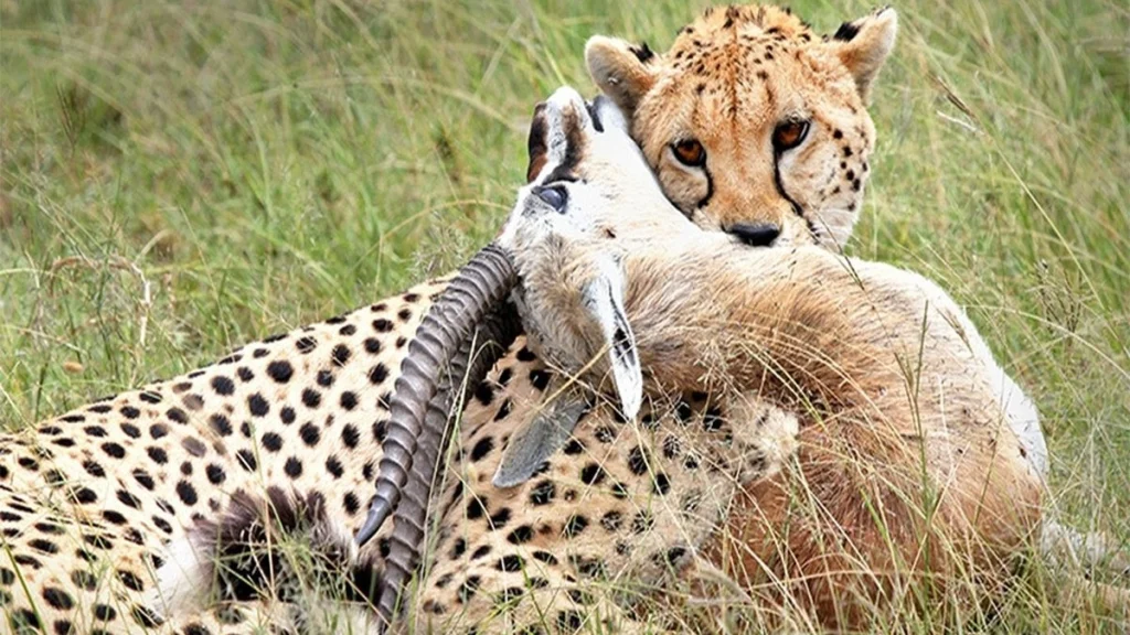 A cheetah holding its prey after a successful hunt in the Tsavo East National Park
