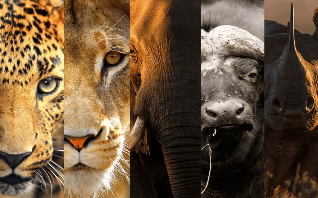 The Big Five of Kenya