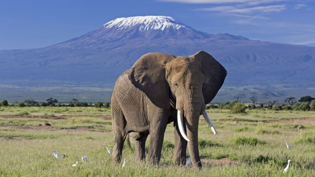 An elephant in the Amboseli National Park overlooking Mt. Kilimanjaro.