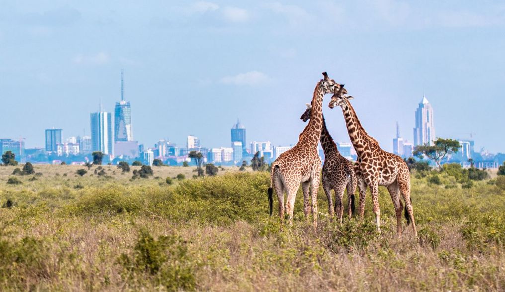 Giraffes necking in the Nairobi National Park with a view of the skyscrapers in Nairobi City.