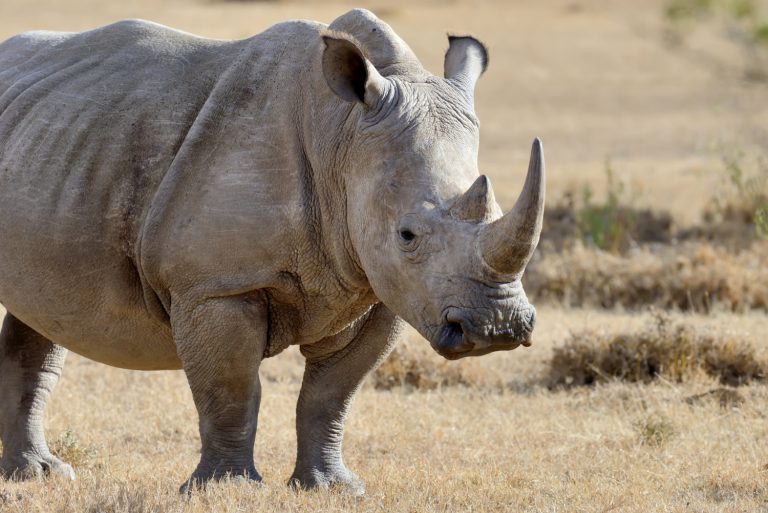 A rhino in the savannah