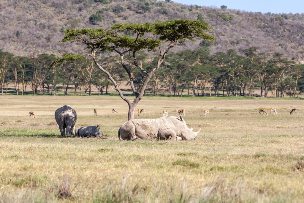 Rhinos resting in a field