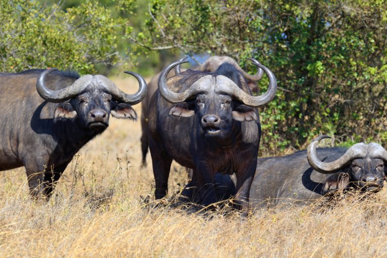 Buffalos resting in the savannah