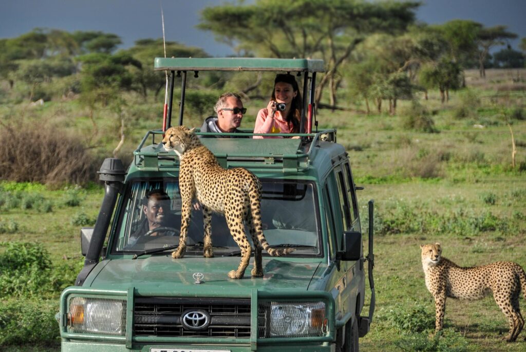 Tourists in a land cruiser in the Tsavo West National Park smiling at a calm leopard standing on the hood of the van.