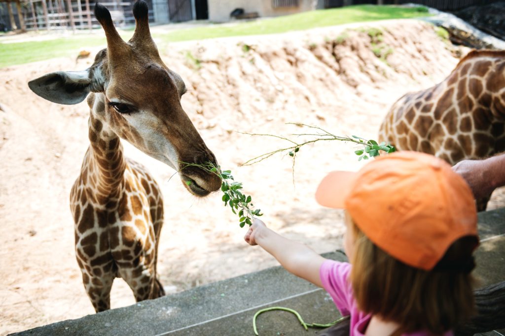 A child feeding a giraffe